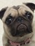 Pineapple Pug