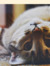 Reading Cat