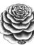 Flor
