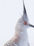 Bonnie ...