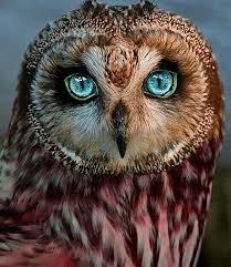 غدير. الحاج حسين