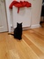 Gethin