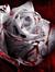 Rose 'I...