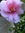 Woolflower