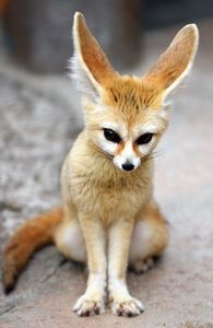 Fennec Fox