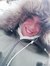 Nermin ...