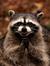 MadRaccoon