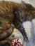 NicholeReadsWithCats