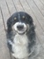 Shelby ...