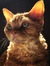 Kat
