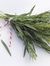 Tarragon