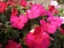 Tanvir Mahtab