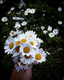 نورالهدى عطوي