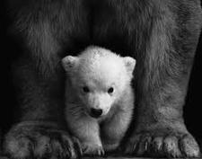 TinyBear