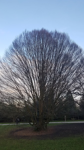 Douceur d'asphodèle