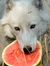 Wolfie