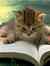 the_cat