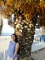 Diana P...