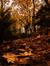 Falling_with_the_leaves