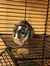 9Gerbils