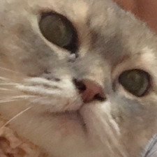 ปลาทู คือแมว