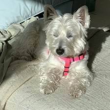 Matthewbotsford Botsford