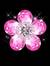 Cherry Blossom