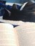 Kitty