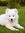 Marshmallow | 2 comments