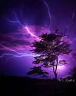 Pink lightning