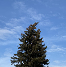 The Enthusiastic Reader