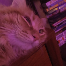 Bennie Boop