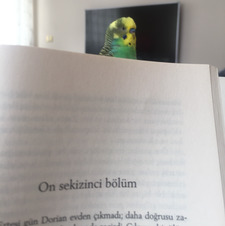 Merve