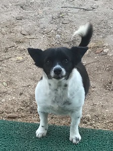 Levent Mustafa Tutluoglu