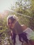 Pages_of_sav