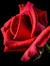 Island Rose