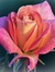 Reena G