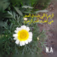 Norhan