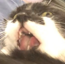 Michael Perera-Collins