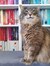 Becca Fitzpatrick (bookscandlescats)