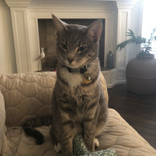Isabella