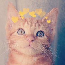 عمار التميمي