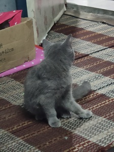 Fazli Luthfi