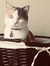 Shelby Y