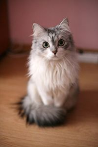 Tenshi