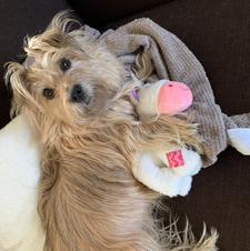 Sophie
