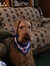 Brittany
