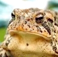 Mr_Toad