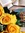 Victoria (thepetitebookblogger) (thepetitebookblogger)