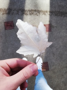 Margheritina1D Zayn4ever